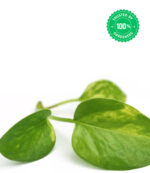 Money Plant (80cm) - Image 2
