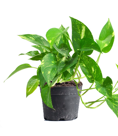 Money Plant Dubai