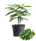 Curry Leaves Plant - Image 2