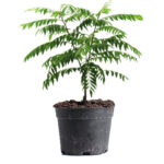 Curry Leaves Dubai