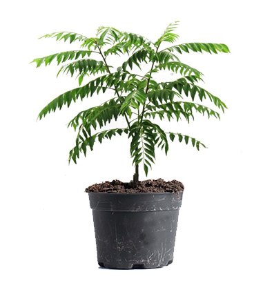Curry Leaves Dubai