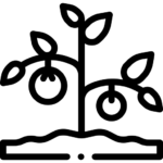 Fruit Plants
